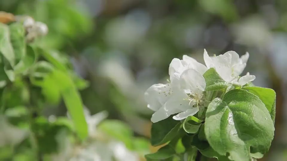 USB Charging Fan Portable Retractable Mini Fan